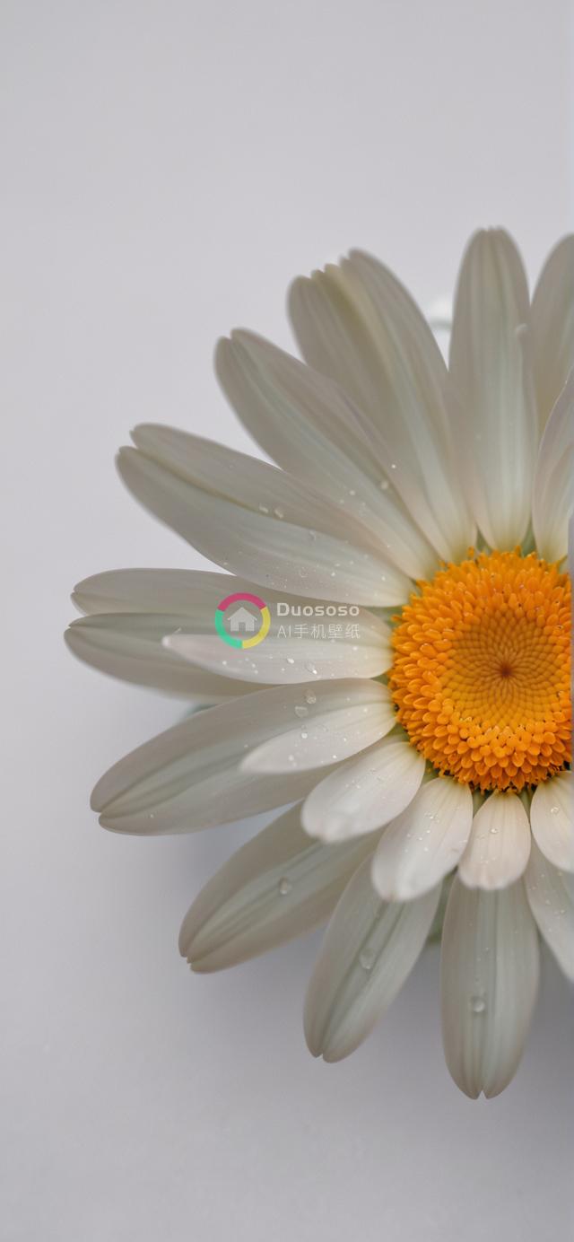 纯白背景下一朵鲜嫩向日葵的精致摄影