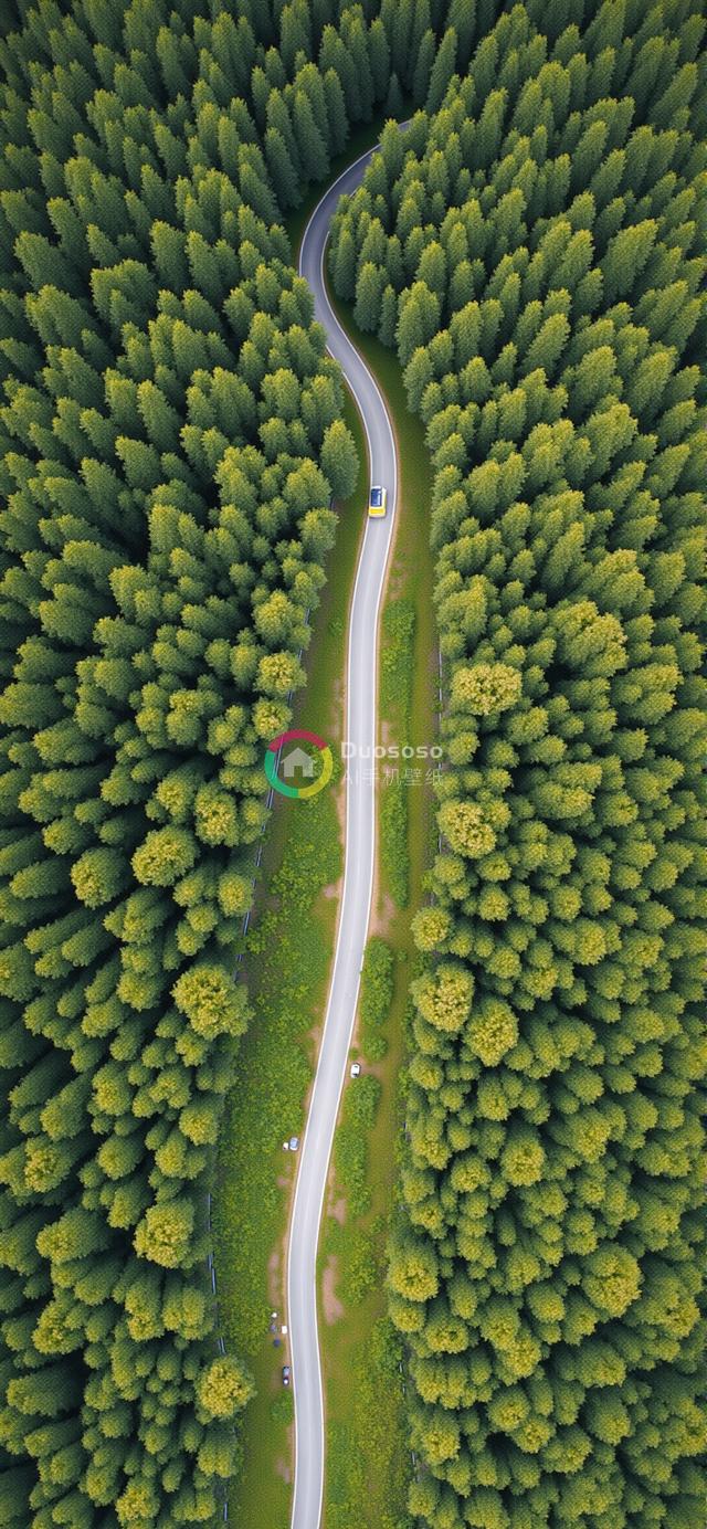 俯瞰密集森林中蜿蜒沥青路的生机盎然摄影