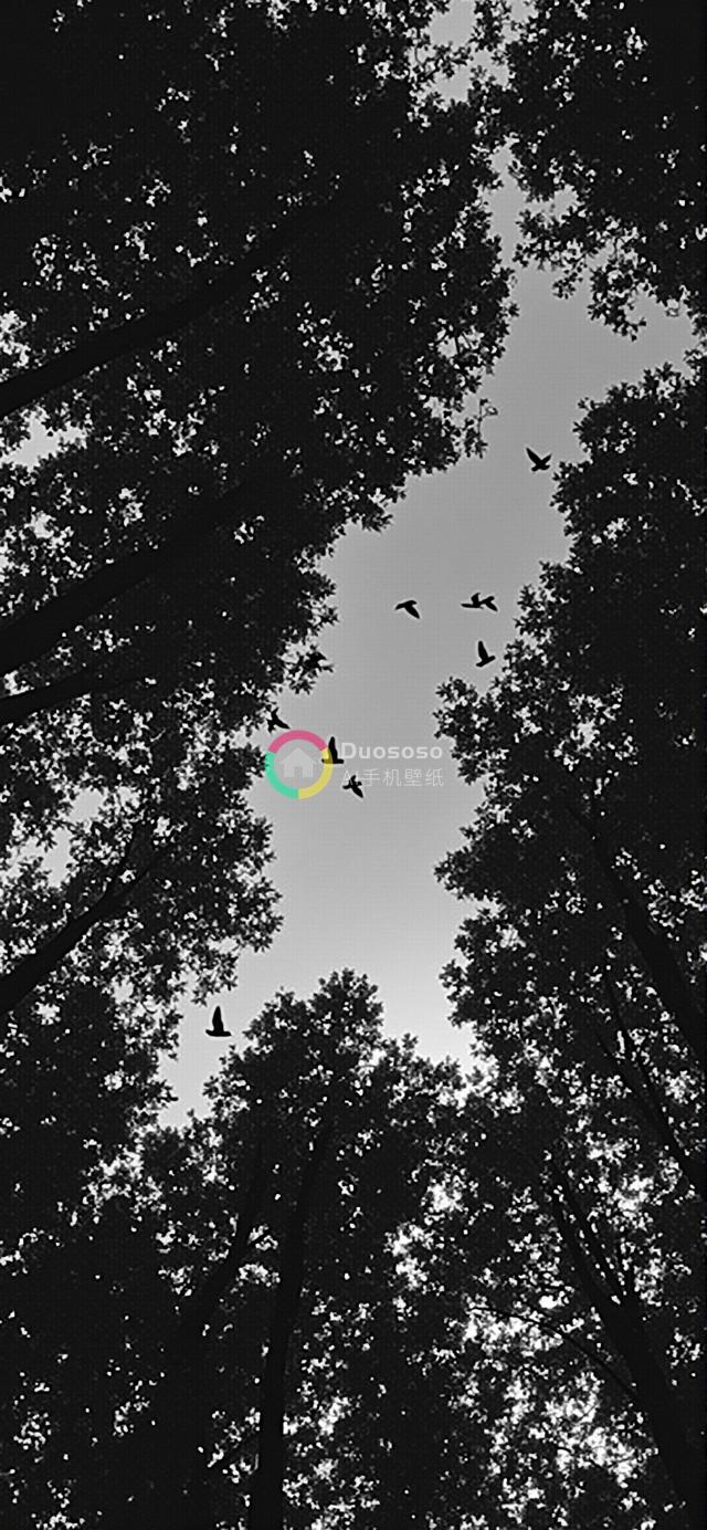 黑白飞鸟穿梭树冠：仰望天空的宁静自然
