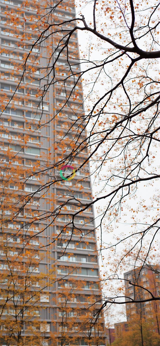 秋叶枝头下的高层住宅摄影：萧瑟对比与季节变迁的忧郁氛围