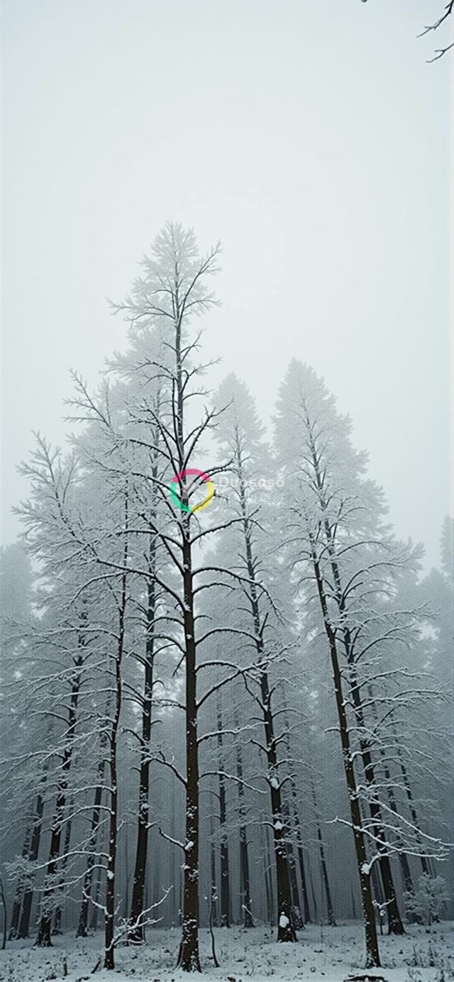 迷雾雪林：静谧灰白基调下的神秘森林