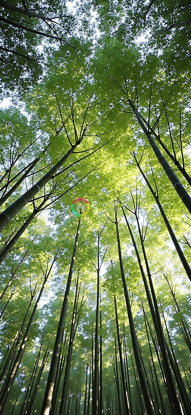 低角度拍摄的密集竹林光影大片，展现竹海苍翠与宁静壮美