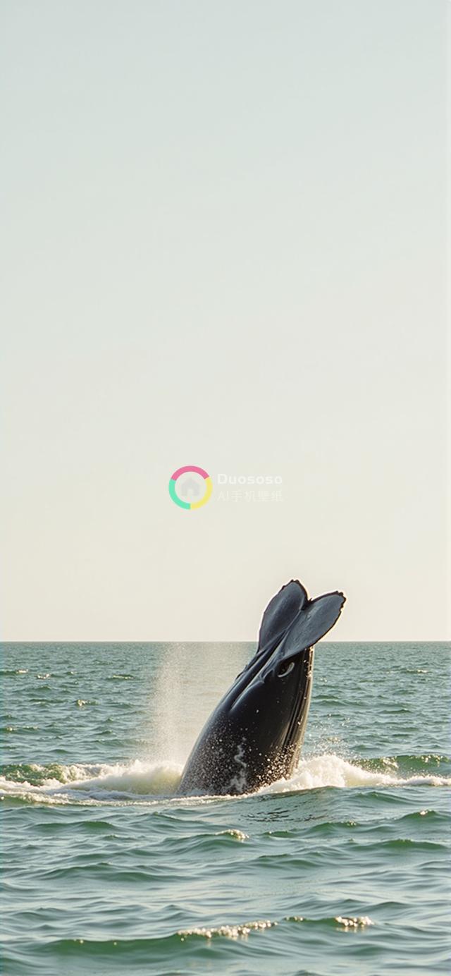 低角度捕捉座头鲸尾鳍跃出水面的壮丽瞬间