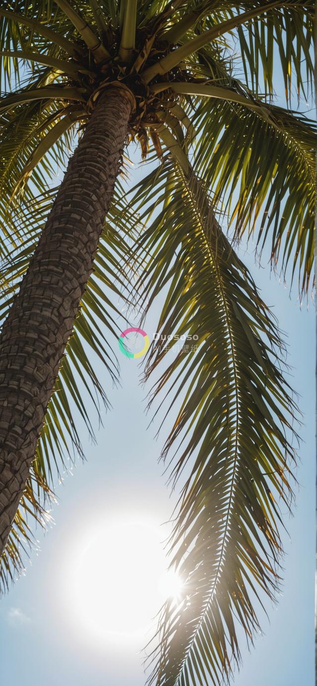 仰拍棕榈树光影：热带宁静与神圣气息