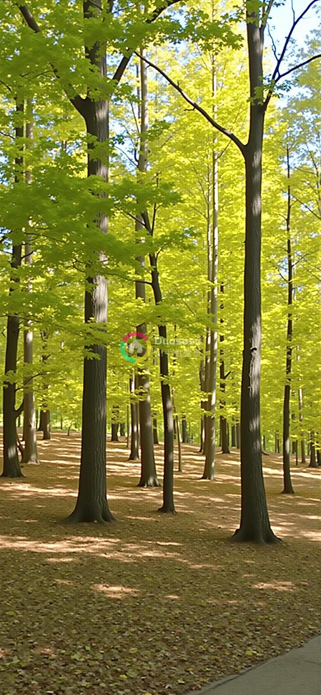 阳光斑驳秋春交织下的成熟森林小径