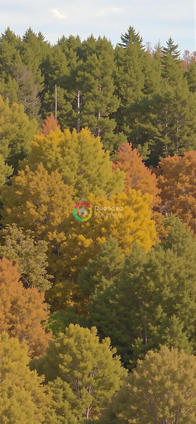 秋日暖阳下，常绿与落叶树木共织的山坡美景