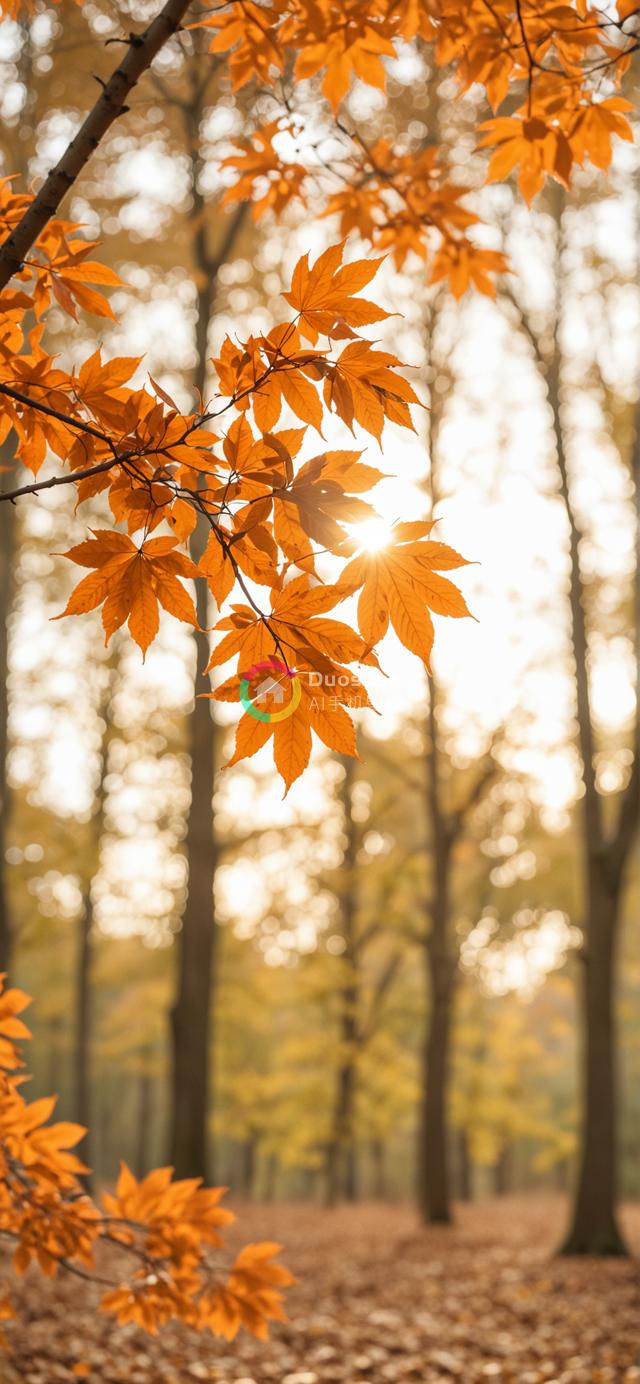 阳光穿透森林映衬下艳丽枫叶的星芒摄影