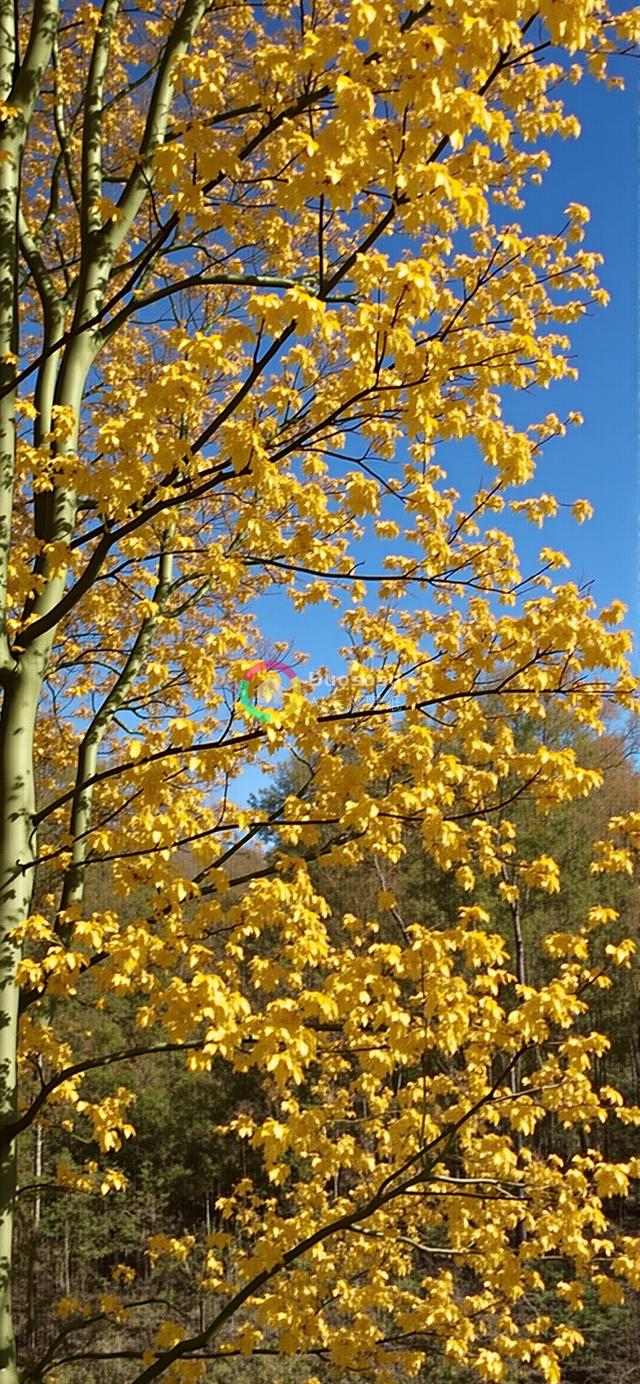 秋叶金黄映晴空：低角度捕捉丰富秋色与景深之美