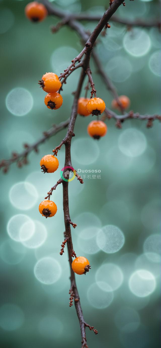 春意盎然：一枝附满亮橙小果的细枝特写照