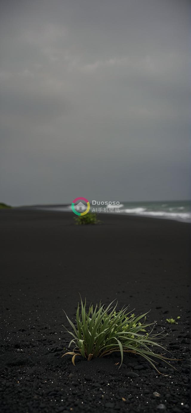 黑沙滩上孤植绿叶植物的苍凉绝美摄影