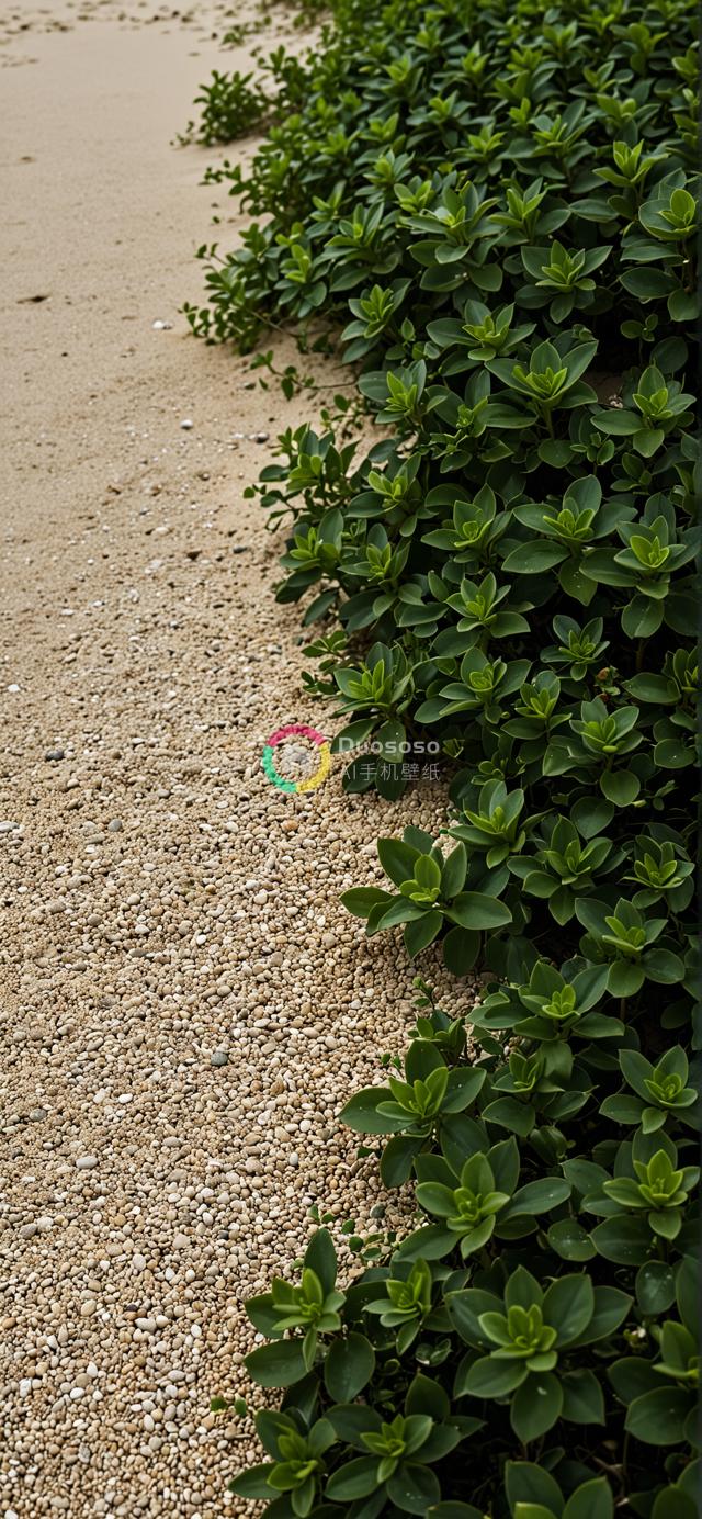 沙与植被的独特界限海滩摄影