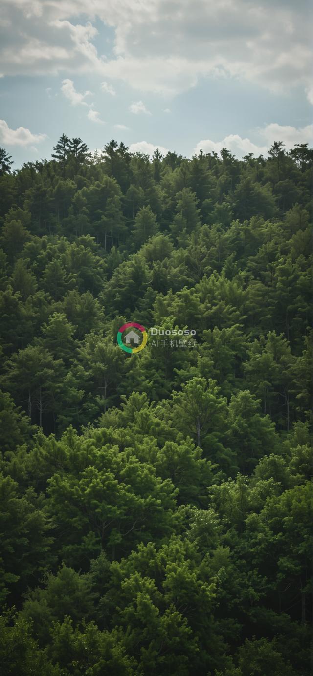 多云天气下浓密落叶林俯视摄影