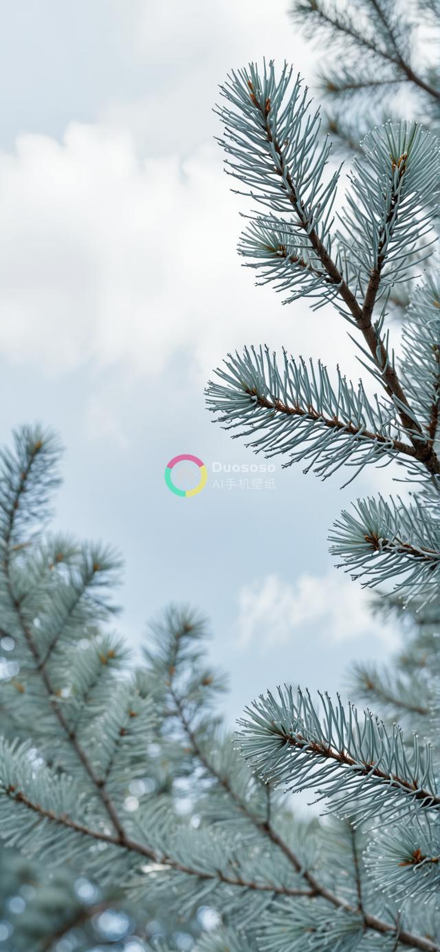 低角度拍摄的蓝松针细致光影，浅景深营造宁静氛围